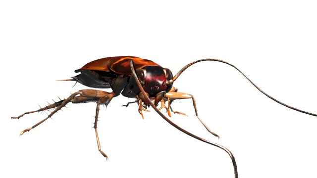 Cockroach 3D Model