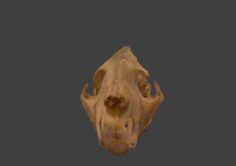 Bobcat skull 3D Model