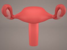Ovaries 3D Model