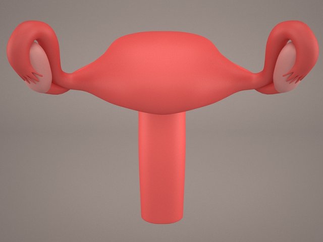 Ovaries 3D Model