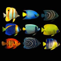 Fish Megapack A 3D Model