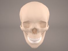 Skull 2 3D Model