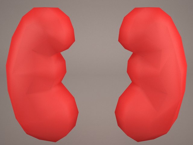 Kidney 3D Model