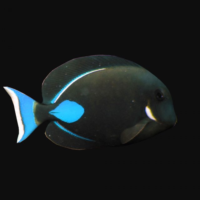 Achilles Tang Blue 3D Model