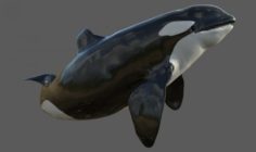 Killer Whale Rigged 3D Model