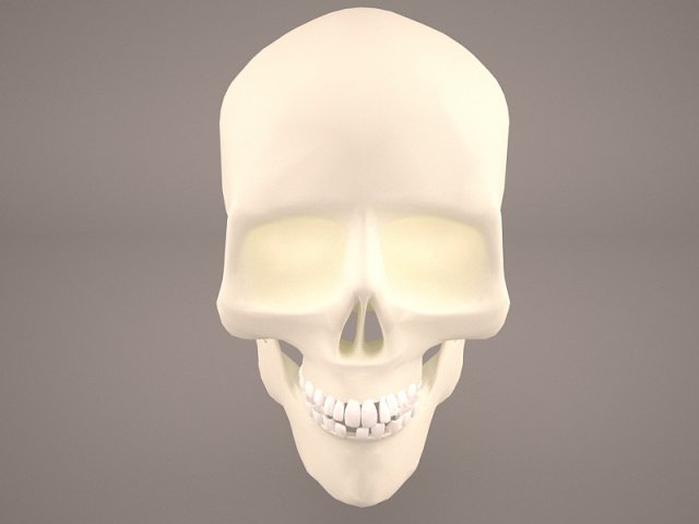 Skull 3 3D Model
