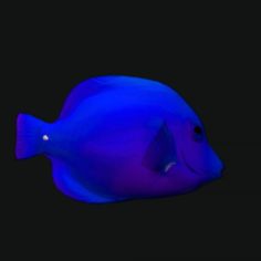 Cheek Butterfly Fish Blue 3D Model