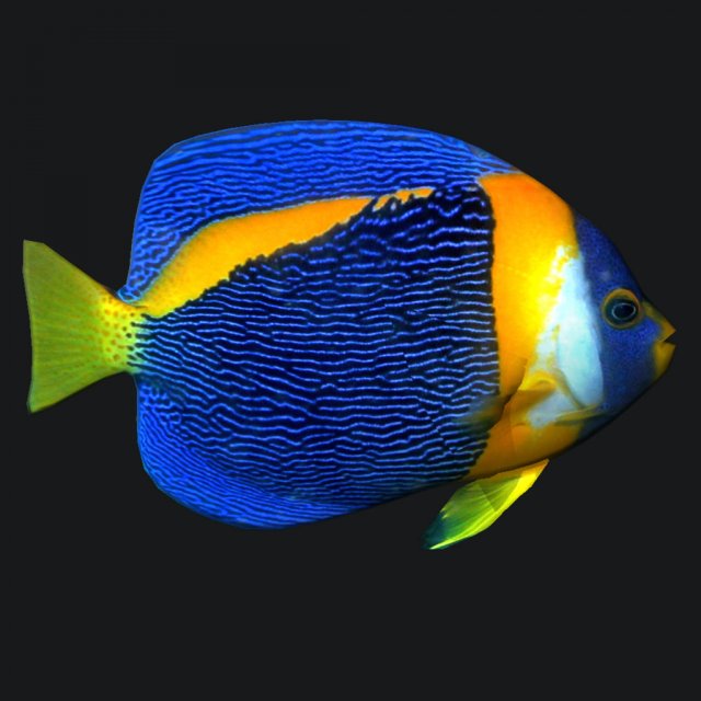 Angel fish queen 3D Model