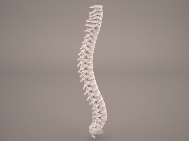 Human Vertebral Column 3D Model