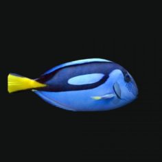 PARACANTHURUS EPATUS Fish 3D Model