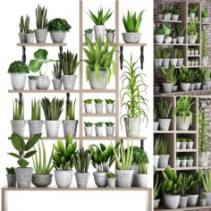 Collection of plants in concrete pots 2 3D Model