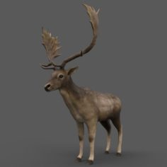 Fallow Deer 3D Model