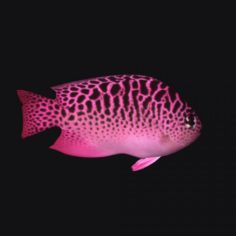 Ocean Fish A 3D Model