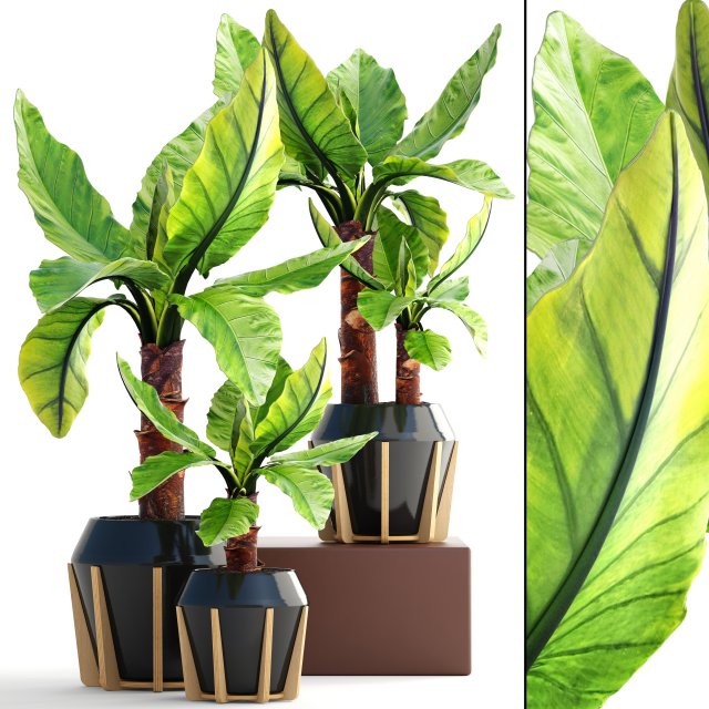 Tropical plant Typhonodorum lindleyanum 3D Model