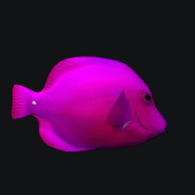 Pink Cheek Butterfly fish 3D Model