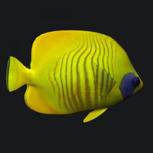 Cheek Butterfly fish 3D Model