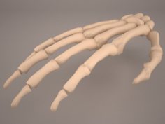 Hand Skeleton 3D Model