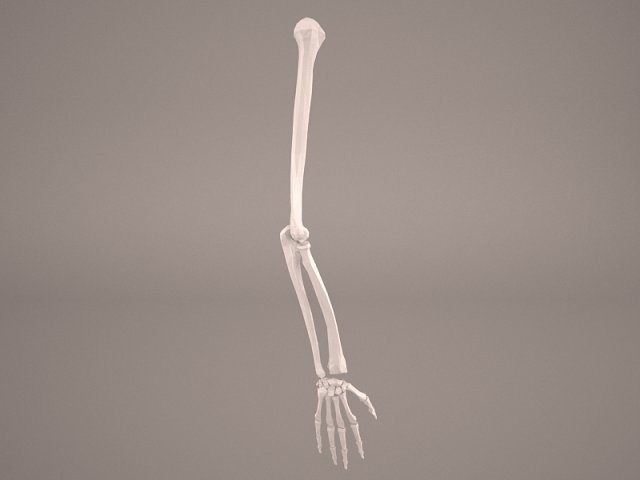 Hand Skeleton 3D Model