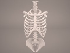 Torso Skeleton 3D Model