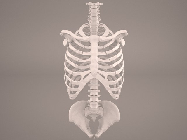 Torso Skeleton 3D Model