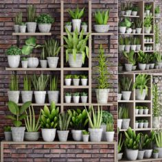 Collection of plants in concrete pots 3D Model