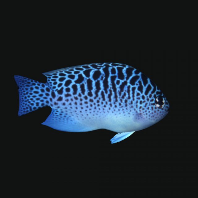 Ocean Fish 3D Model