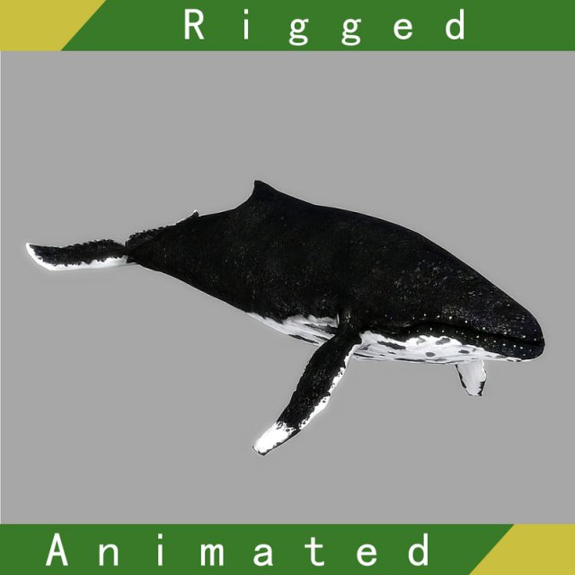Whale Rigged Animated 3D Model