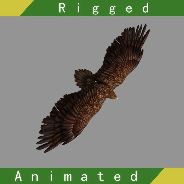 Eagle Rigged Animated 3D Model 