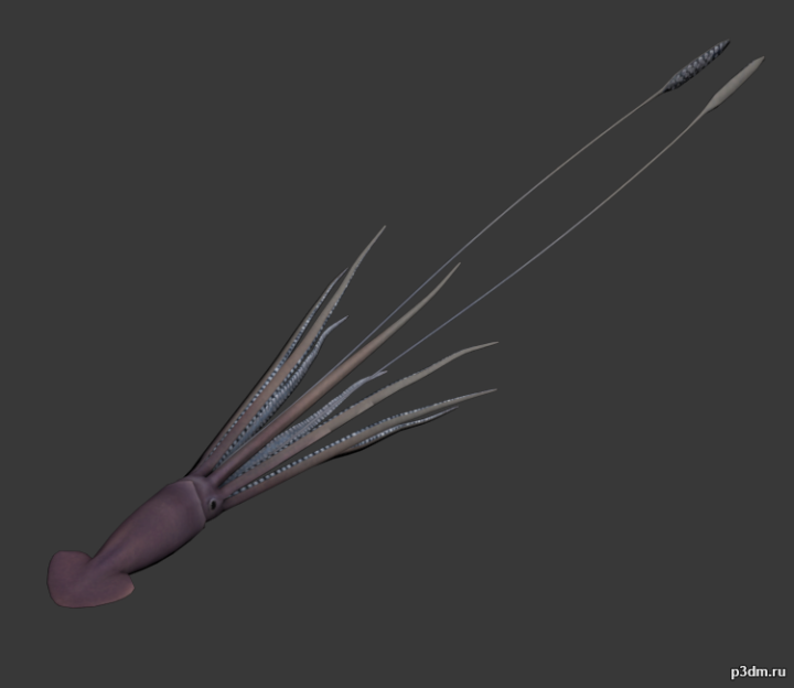 Gigant Squid 3D Model