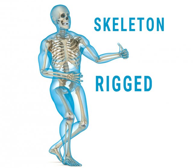 Human Skeleton and body Rigged 3D Model