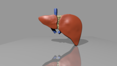 Human Liver 3D Model