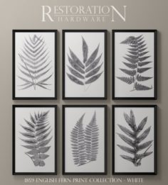 RH posters 1859 ENGLISH FERN PRINT COLLECTION – WHITE Free 3D Model