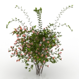 Bush 3D Model