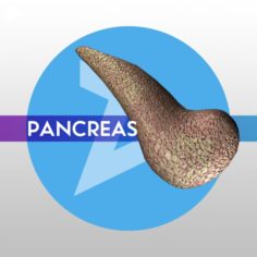 3D Pancreas – LOW-POLY 3D Model