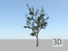 3D-Model 
tree