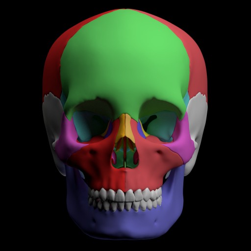 Hight quality skull – GLSL Version						 Free 3D Model