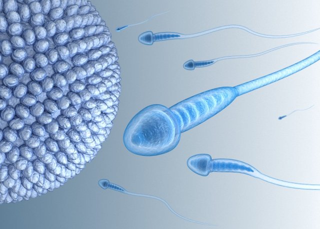 Sperm and inner structure in details 3D Model