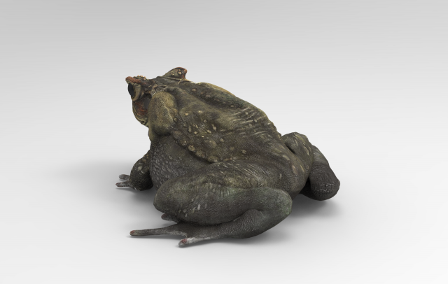 Frog cuckoo 3D Model