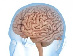 Human Brain anatomy 3D Model