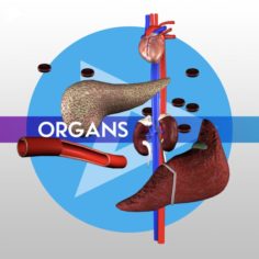 Organ Pack – LOW-POLY 3D Model