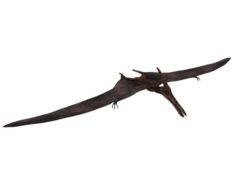 Pterosaurs 3D Model