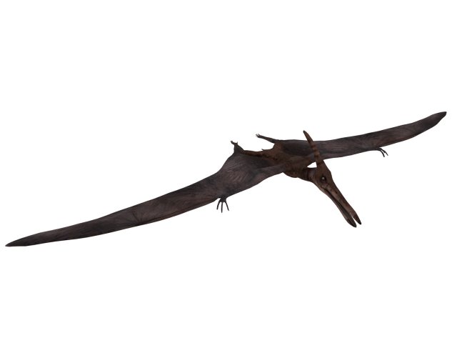 Pterosaurs 3D Model