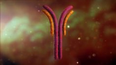 Antibody Anatomy Immune biology Cell Human system Free 3D Model