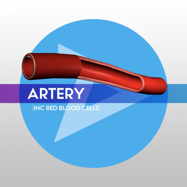 Artery w Blood Cells – LOW POLY 3D Model