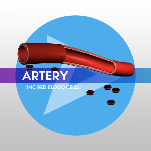 3D Artery w Blood Cells – LOW POLY 3D Model