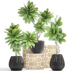 Collection of plants Frangipani 3D Model
