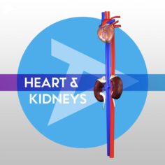 Heart and Kidneys 3D Model