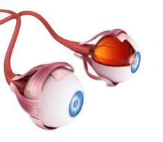 Eye anatomy – inner structure 3D Model