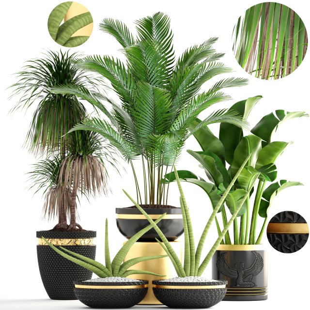 Collection plants 3D Model