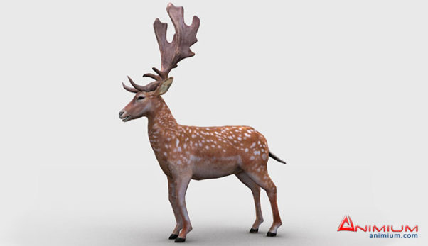 Lowpoly Deer 3d model
